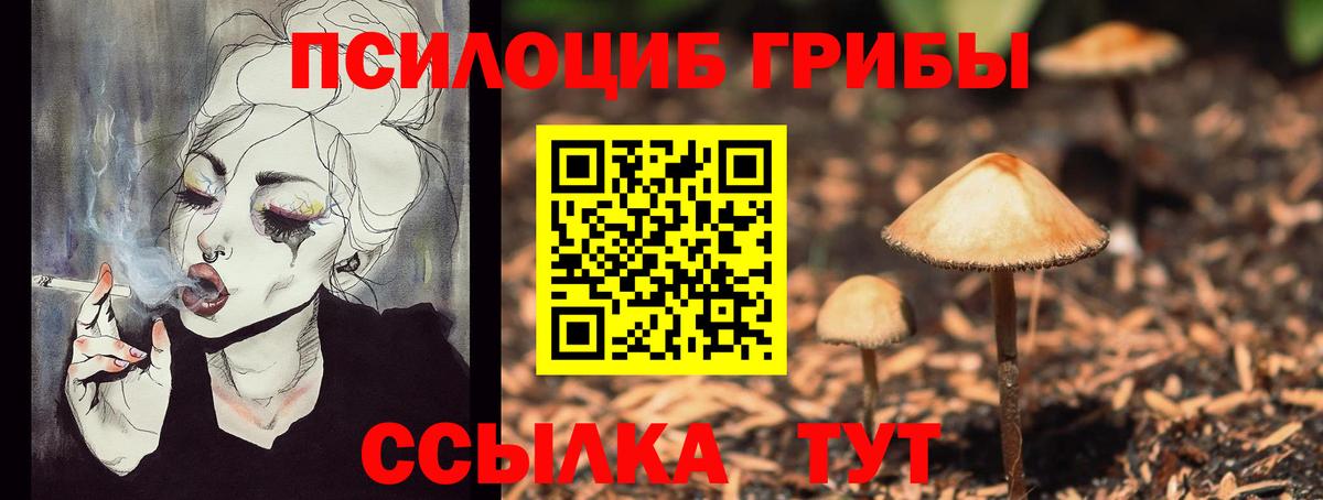 Псилоцибиновые грибы GOLDEN TEACHER  магазин продажи наркотиков  Королёв  Вход с VPN 